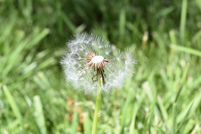 Common Dandelion fruits are encased in a typical puff ball where the seeds are attached to a soft pale feathery white or tan pappi that assists in wind distribution. Taraxacum officinale